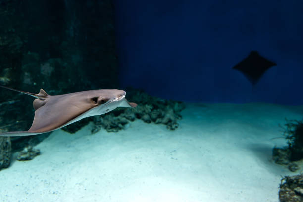 istock stingray swims in blue water 1088788820