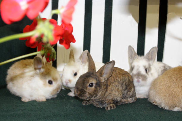 Bunnies stock photo