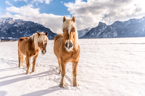Two Haflinger horses on the winter meadow and mountain peaks on background.