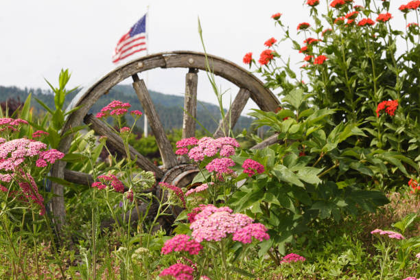 Flowers with a weathered Wagon Wheel stock photo