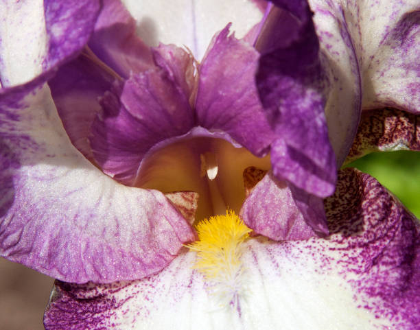 Purple and white Iris close-up stock photo