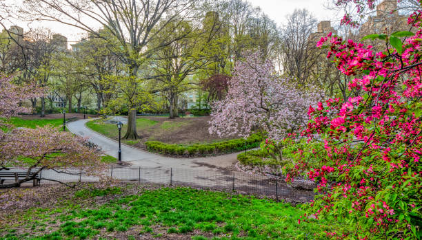 istock Central Park, New York City in spring 1088799044