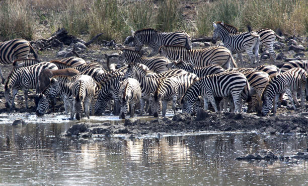 Zebras in South Africa stock photo