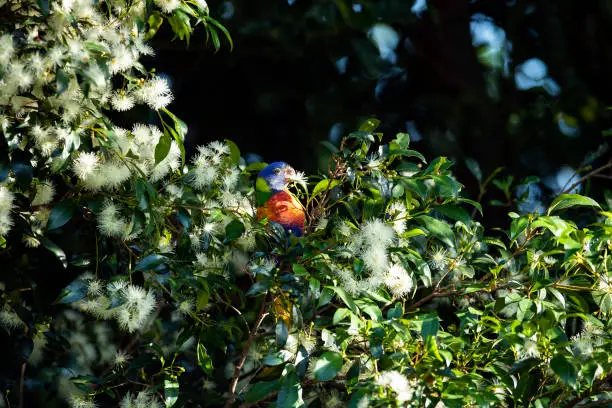 Rainbow Lorikeet feeds on a flowering Lilly Pilly. Small to medium-sized arboreal parrots characterized by their specialized brush-tipped tongues for feeding on nectar.