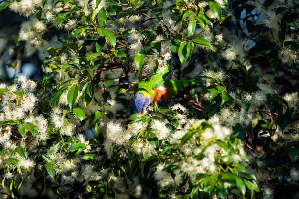Rainbow Lorikeet feeds on a flowering Lilly Pilly. Small to medium-sized arboreal parrots characterized by their specialized brush-tipped tongues for feeding on nectar.