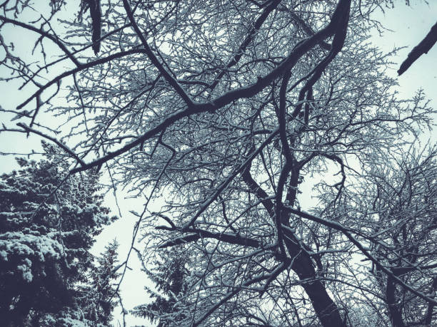 Snow covered trees in the snowfall. Winter noon in mountain ski resort Bakuriani.