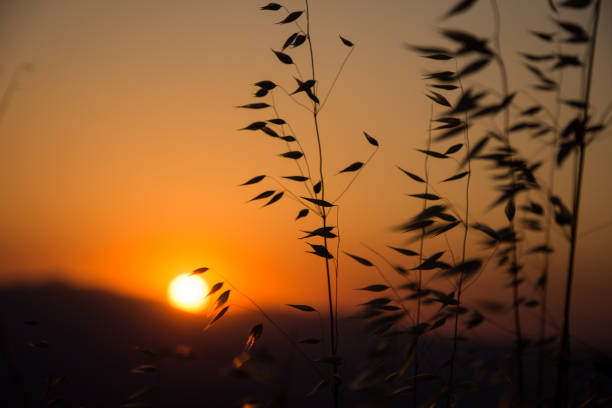 istock The beautiful sunset through the grass 1088802596