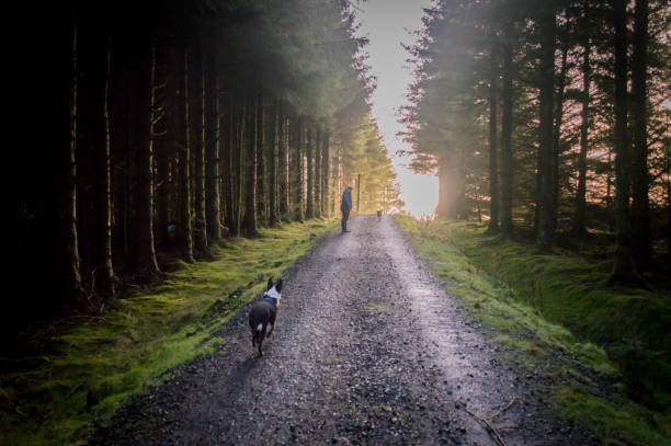 istock Border Collies in the forest 1088806742