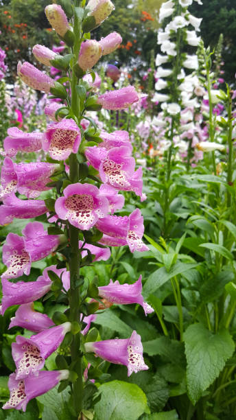 istock Foxglove flowers close-up 1088808522