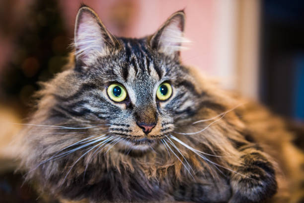 istock Norwegian forest cat portrait close up with big fluffy muzzle 1088808584