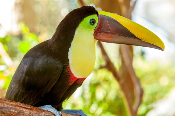 istock Colorful toucan in Costa Rica 1088808762