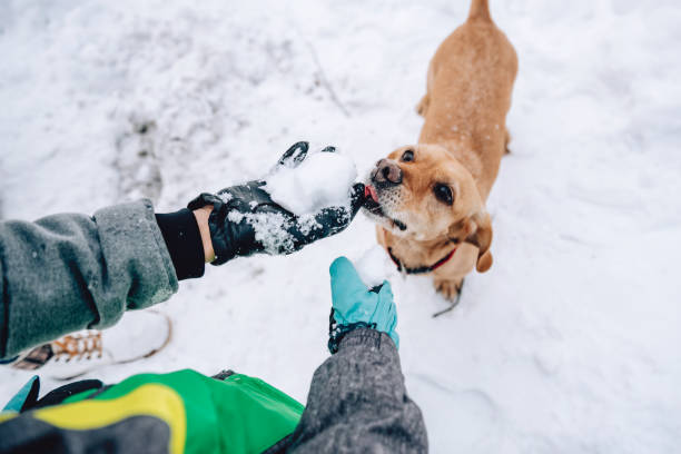 istock Dog licking snow 1088808898