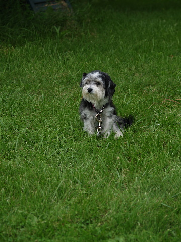 A dog sitting in the grass