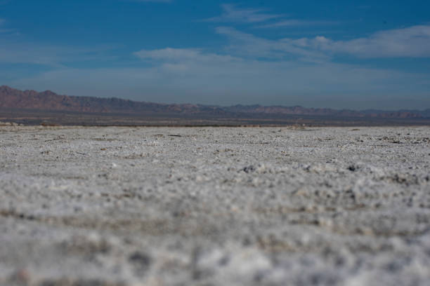 Salton Sea Beach covered in fish bones