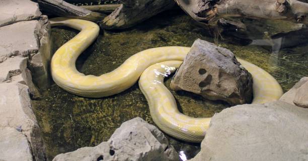 istock Wild animals in zoo 1088814262