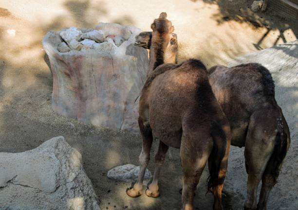 Wild animals in zoo of Almeria theme park