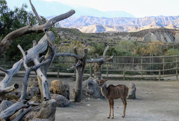 istock Wild animals in zoo 1088814292