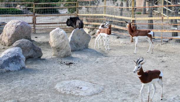 istock Wild animals in zoo 1088814340