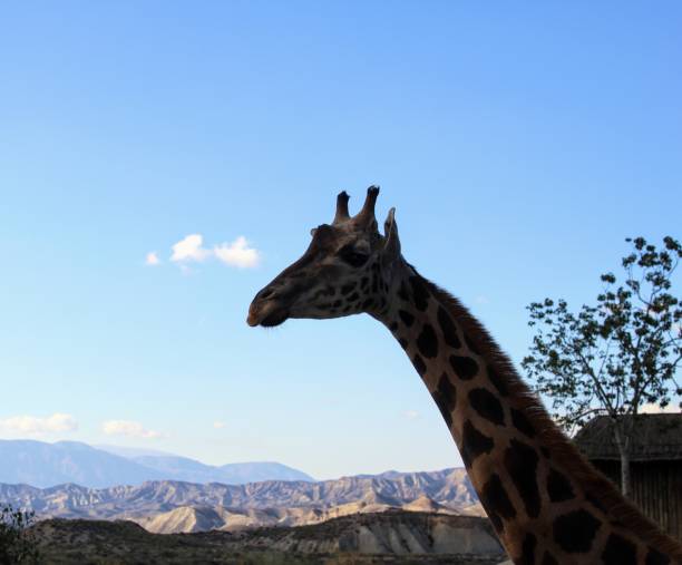 istock Wild animals in zoo 1088814344
