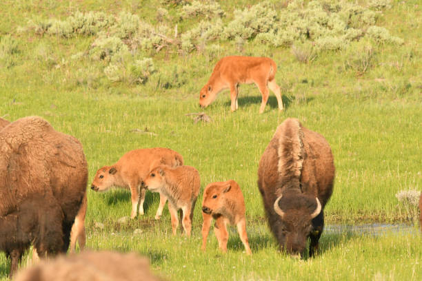 istock Bison mother and calf 1088814494