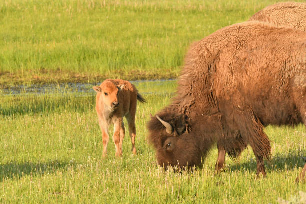 istock Bison mother and calf 1088814680