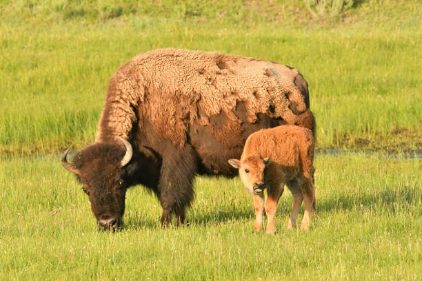 istock Bison mother and calf 1088815922