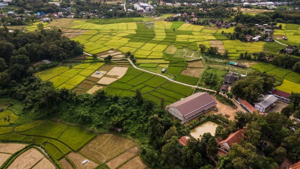 istock High angle view of Field in Thailand . 1088816302