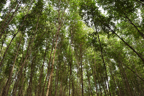 istock Mangrove trees in tropical forest 1088816408