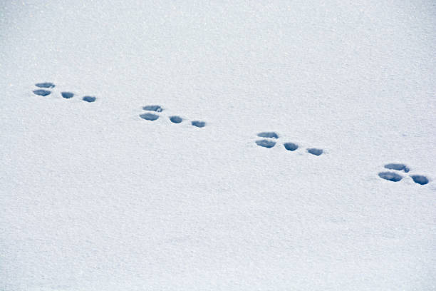 istock Footprints of wildlife on snow 1088816636