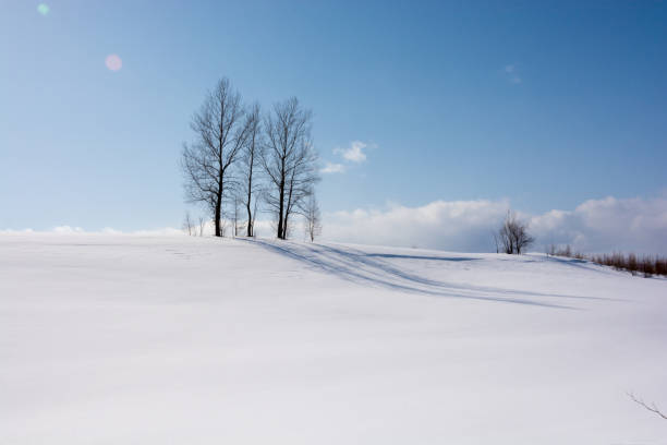 istock Three winter groves on the hill in Biei 1088816652
