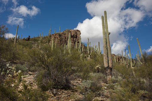 Cactus in Arizona wilderness