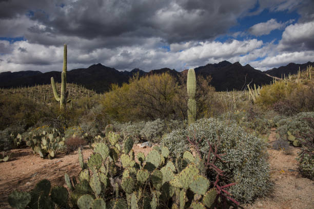 istock Cactus in Arizona wilderness 1088818146