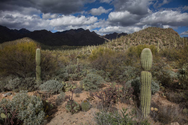 istock Cactus in Arizona wilderness 1088818148