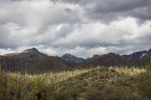 istock Cactus in Arizona wilderness 1088818164