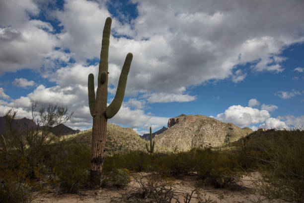 istock Cactus in Arizona wilderness 1088818182