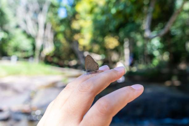 istock little butterfly hang on the hand 1088825528