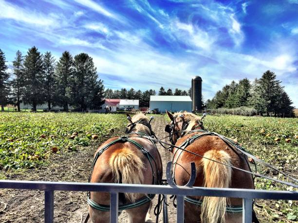 caballos de bosquejo belga tirando de un remolque - belgian horse fotografías e imágenes de stock