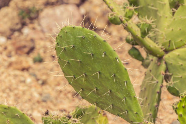 istock Detail of some green cactus 1088835516