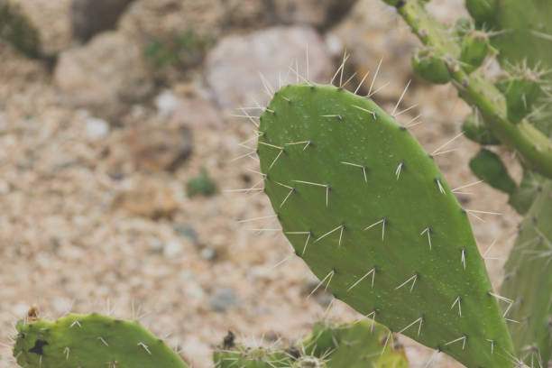 istock Detail of some green cactus 1088836710