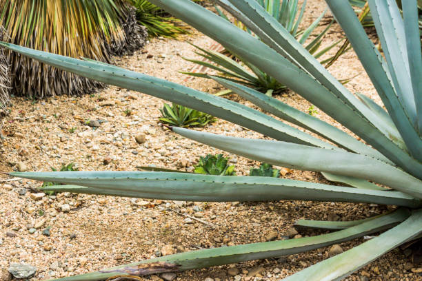 istock Detail of some maguey plants 1088836748