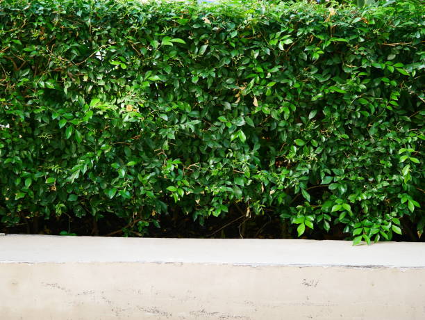 istock Green leaves wall with stone brick pavement texture 1088837136