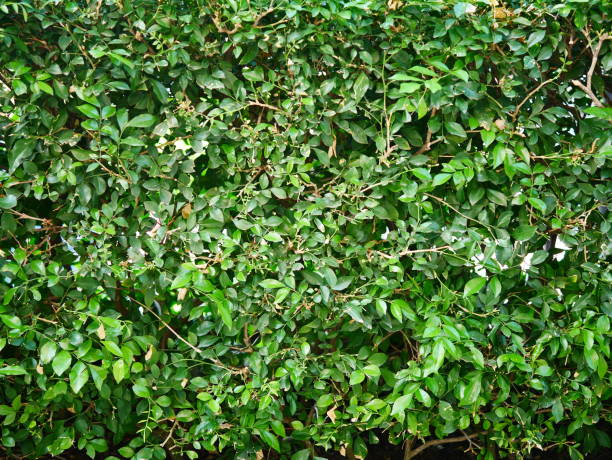 istock Nature green leaf background or textured  Leaves wall 1088837142
