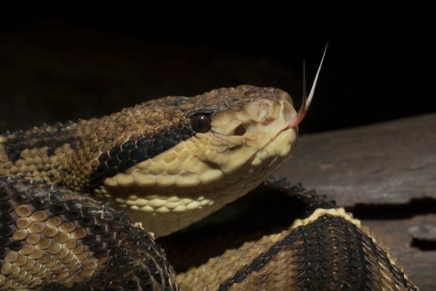 istock Venomous Bushmaster Snake (Lachesis muta) with forked tongue 1088840278