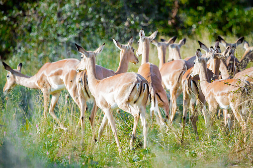 Group of Impalas