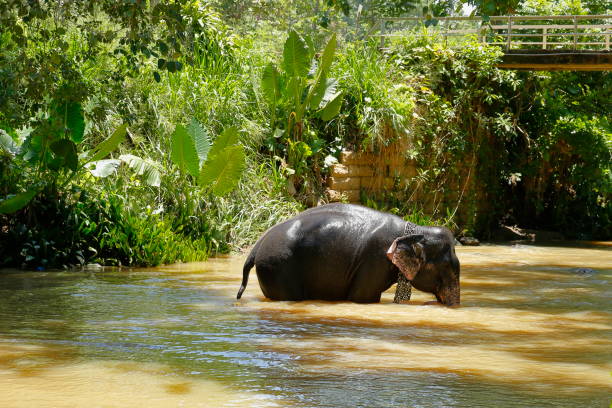 istock Pinnawala, Elephant Orphanage. Sri Lanka elephants. Sri Lanka 1088842250