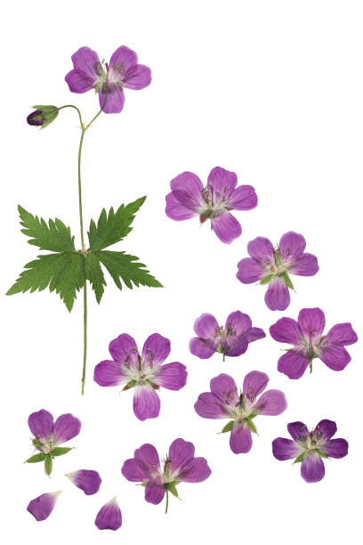 pressed and dried flowers geranium pratense, isolated on white - geranium pratense imagens e fotografias de stock