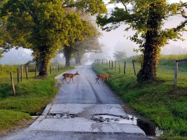 misty morning deer - cades cove photos et images de collection