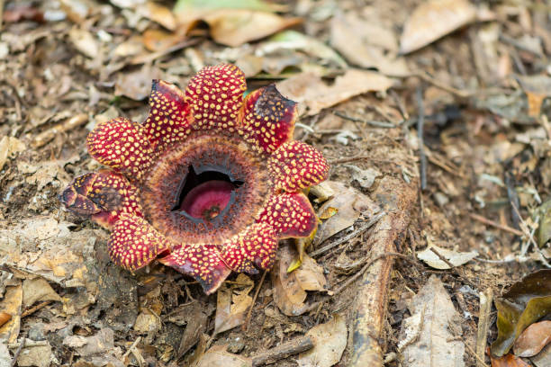 istock Withering and dying Sapria himalayana flower 1088845218