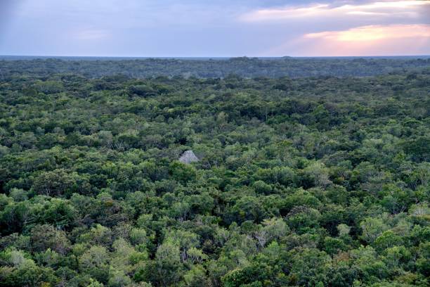 istock Sunset over the jungle in Yucatan, Mexico 1088847084