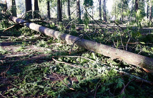 Wind damage with downed trees in the park